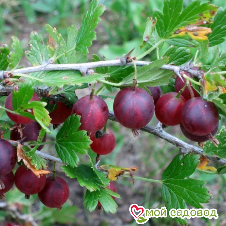 Крыжовник Маяк