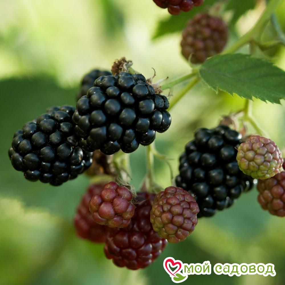 Ежевика "Торнлесс Эвергрин"