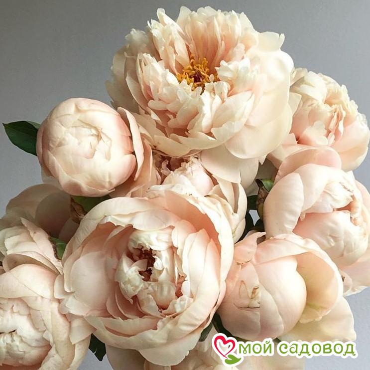 Пион Пастель Элеганс