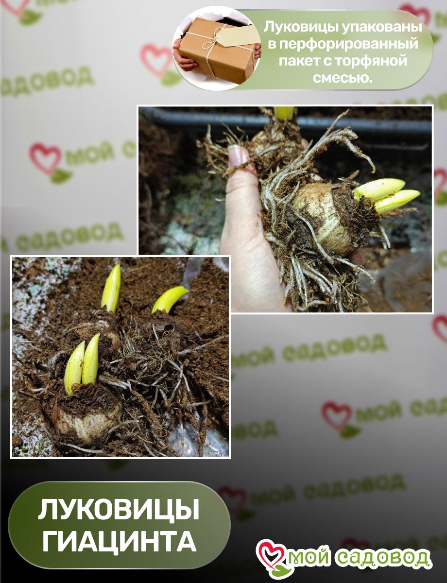 Гиацинт Блю Джин